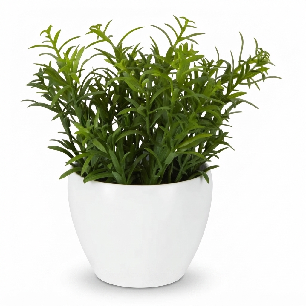 Sedum in White Melamine Pot — front view