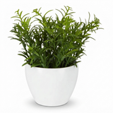Sedum in White Melamine Pot — front view