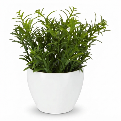 Sedum in White Melamine Pot — front view
