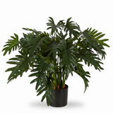 Split Philo Potted Bush 75cm — front view