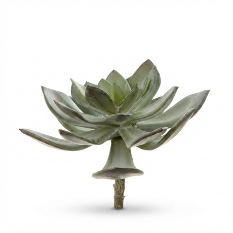 Succulent Pearl Pick 15cm Grey — side view