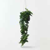 Monstera Adansonii Hanging Plant — side view