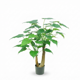 Alocasia Cucullata Tree - 95cm — side view