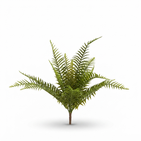 Boston Fern Bush 45cm — side view