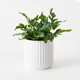 Fern Kangaroo in Pot - Artificial Plant (20cm H) — side view