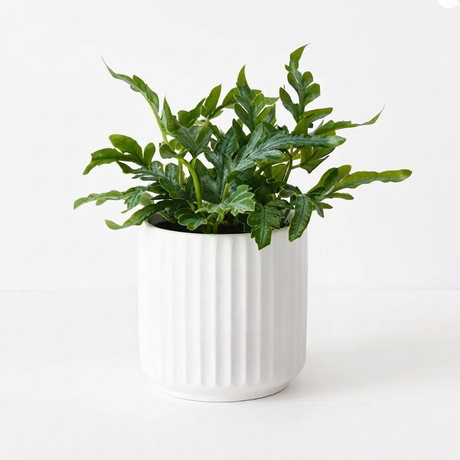 Fern Kangaroo in Pot - Artificial Plant (20cm H) — side view