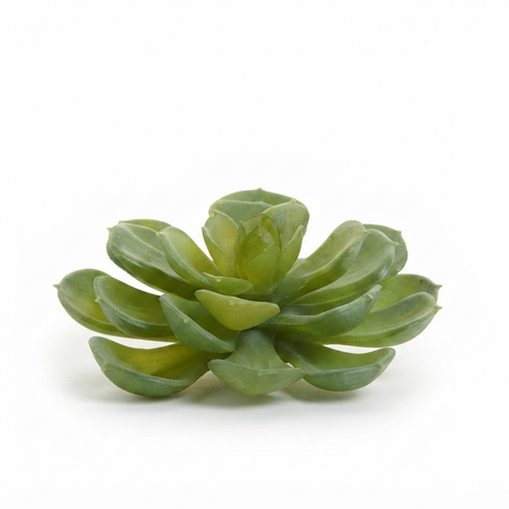 Echeveria 10cm Green — side view