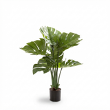 Monstera Split Philo Potted 63cm — side view