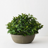 Philodendron Plant in Bowl — side view