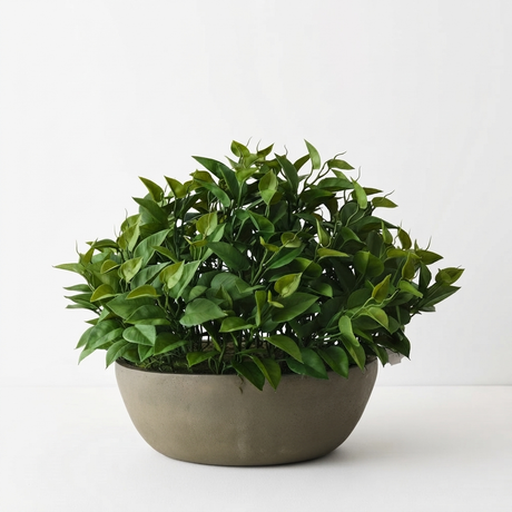 Philodendron Plant in Bowl — side view