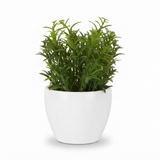 Sedum in White Melamine Pot — side view