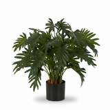 Split Philo Potted Bush 75cm — side view
