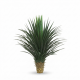 Giant Yucca Rostrata 78cm — side view