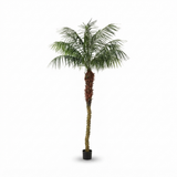 Phoenix Palm - 2.1m — side view