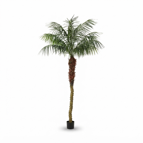Phoenix Palm - 2.1m — side view