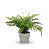 Fern in Pot 36cm — side view