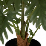 Split Philo Potted Bush 75cm — detail close-up