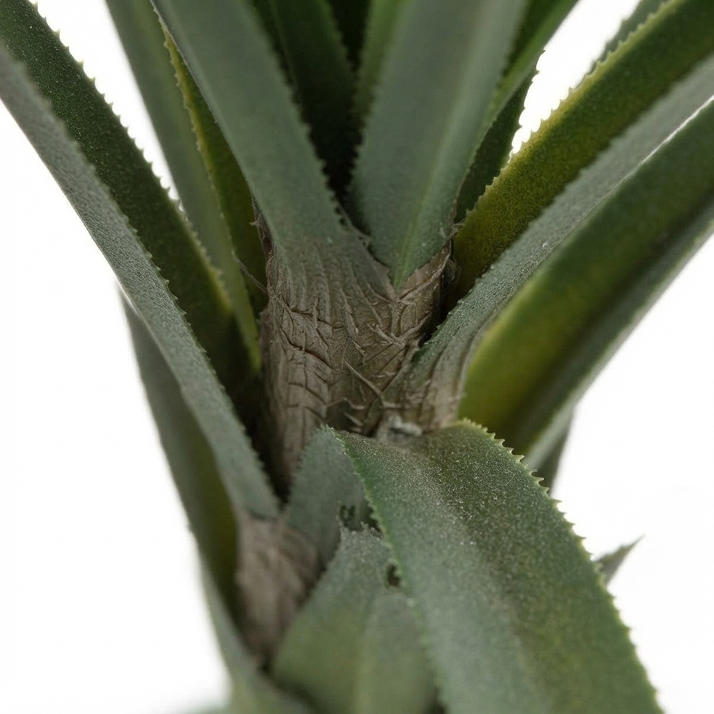 Pandanus Head Large 1.4m — detail close-up