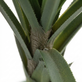 Pandanus Head Large 1.4m — detail close-up