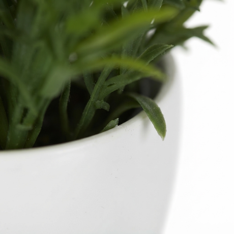 Sedum in White Melamine Pot — detail close-up