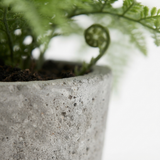 Fern in Pot 36cm — detail close-up