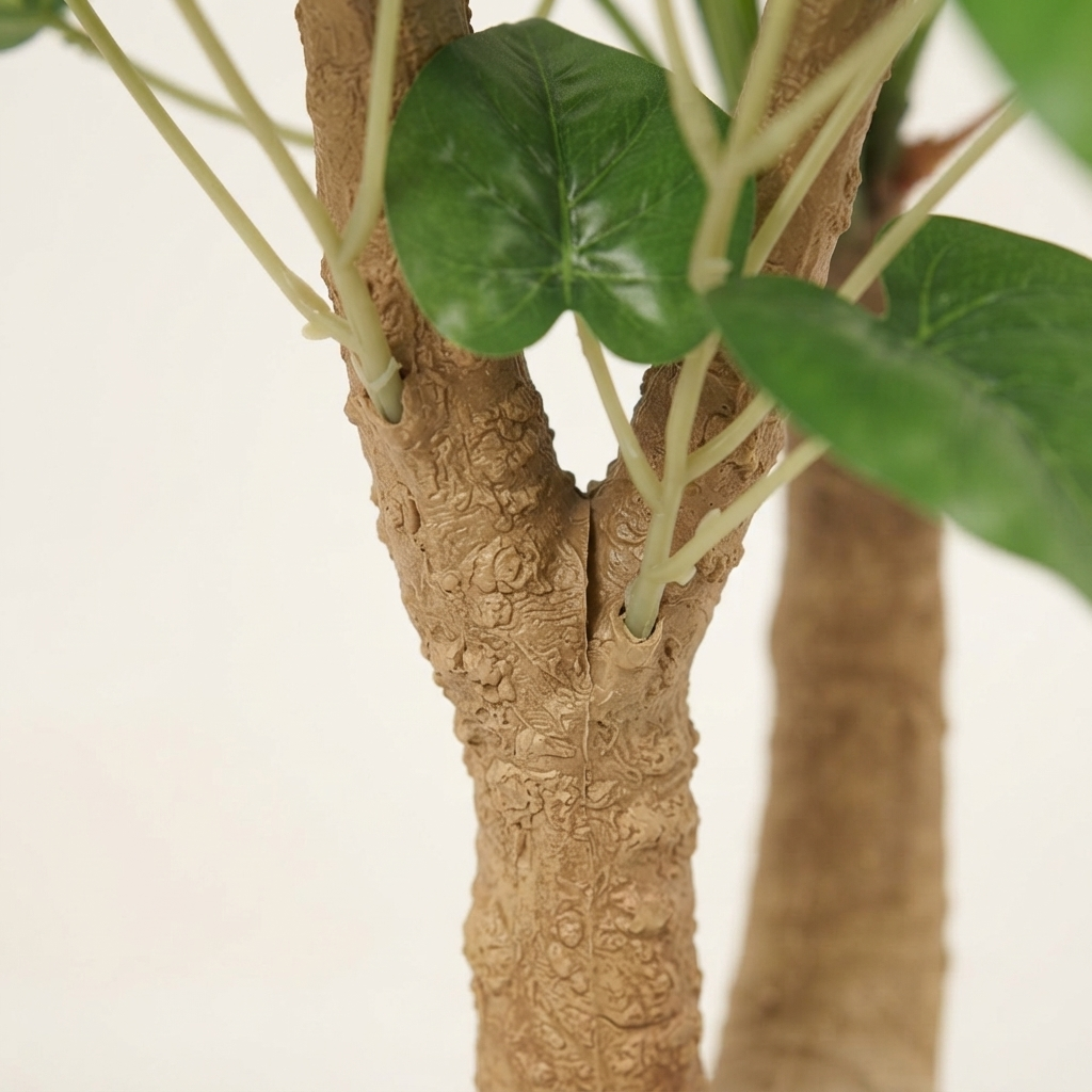 Alocasia Cucullata Tree - 95cm — detail close-up