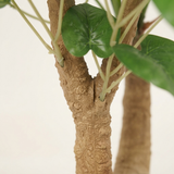 Alocasia Cucullata Tree - 95cm — detail close-up