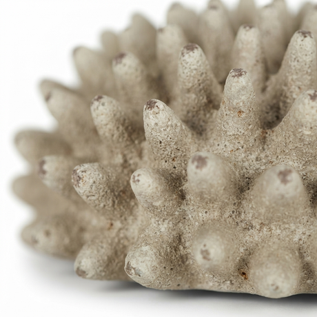 Rustic Urchin Flower — detail close-up