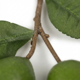 Lime Branch Green — detail close-up