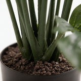 Monstera Split Philo Potted 63cm — detail close-up