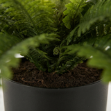 Boston Fern in Blk Pot- Artificial Plant — detail close-up