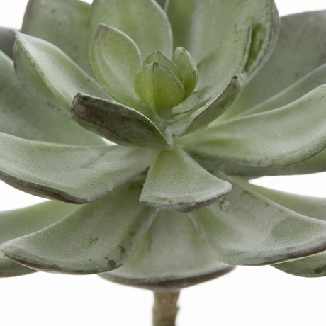 Succulent Pearl Pick 15cm Grey — detail close-up