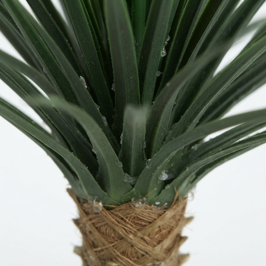 Giant Yucca Rostrata 78cm — detail close-up