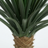 Giant Yucca Rostrata 78cm — detail close-up