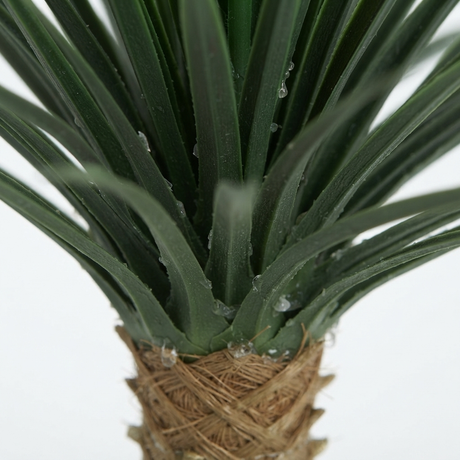 Giant Yucca Rostrata 78cm — detail close-up