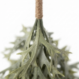 Hanging Staghorn Leaf Bunch — detail close-up