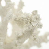 Anenome Coral Resin Sculpture White Small — detail close-up