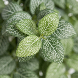 Peperoni Hanging Bush in Pot (40cm) — detail close-up