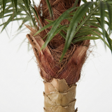 Phoenix Palm - 2.1m — detail close-up