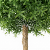 Rosemary Ball Tree 1.45m — detail close-up