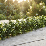 Boxwood Garland - (1.8m) — outdoor setting