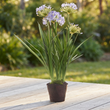 Agapanthus in Paper Pot Lavender - Artificial Plant — outdoor setting