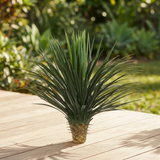 Giant Yucca Rostrata 78cm — outdoor setting