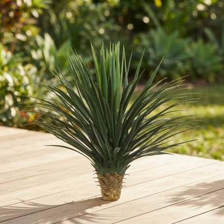 Giant Yucca Rostrata 78cm — outdoor setting