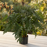 Split Philo Potted Bush 75cm — outdoor setting