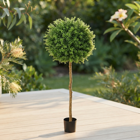 Rosemary Ball Tree 1.45m — outdoor setting