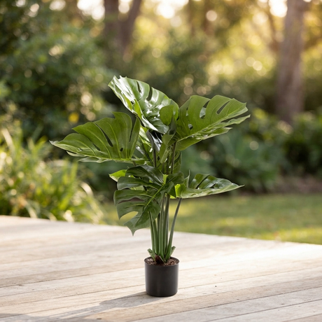 Monstera Split Philo Potted 63cm — outdoor setting