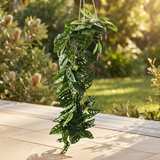 Monstera Adansonii Hanging Plant — outdoor setting