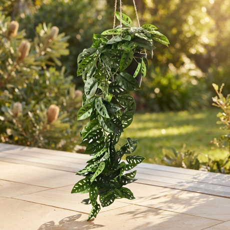 Monstera Adansonii Hanging Plant — outdoor setting