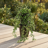 Boxwood Vine Hanging in Pot - Artificial Plant (74cm) — outdoor setting